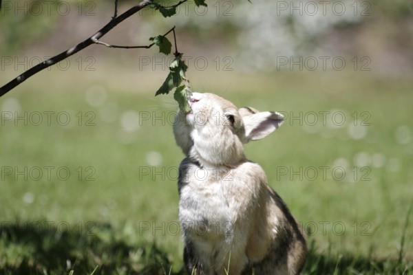 Domestic rabbit (Oryctolagus cuniculus domestica), garden, hazelnut bush, eating, stretching, portrait, A rabbit stretches so that it can eat the leaves from the hazelnut