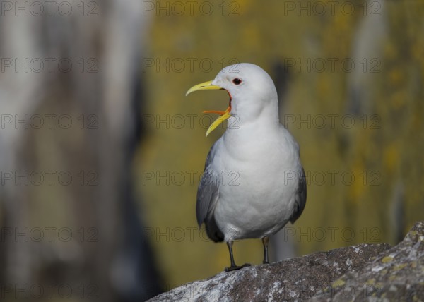 Black-legged Kittiwake (Rissa tridactyla) calling on a cliff, Scotland, United Kingdom