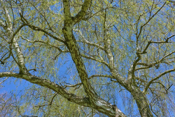 View through branched birch tree in front of clear blue sky, Seckmauern, Lützelbach, Odenwald, Hesse, Germany