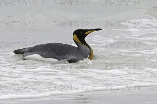King Penguin (Aptenodytes patagonicus), Falkland Islands