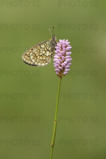 Ringoogparelmoervlinder op adderwortel, Bog Fritillary on bistord