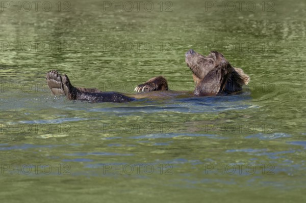 Grizzly Bear (Ursus arctos horribilis) swimming and relaxing, British Columbia, Canada