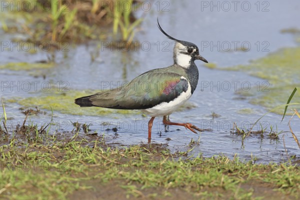 Lapwing (Vanellus vanellus), in splendid plumage, foraging on a moor, wildlife, Lembruch, Ochsen Moor, Dümmer nature park Park, Lower Saxony, Germany