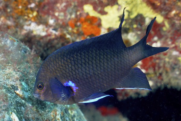 Neon reef perch (Abudefduf luridus), dive site El Cabron Marine Reserve, Tufia, Gran Canaria, Spain, Atlantic Ocean