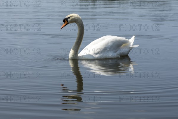 Mute swan (Cygnus olor) on the middle pond near Neudorf Klösterlich, Wittichenau, Dubringer Moor, Saxony, Germany