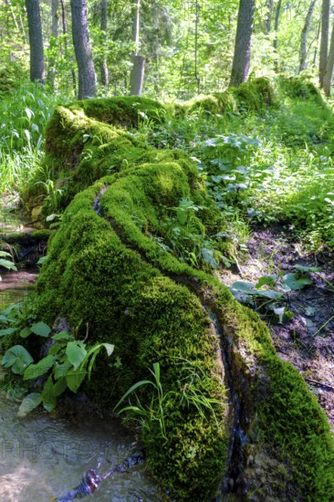 Steinerne Rinne, Rohrbach, near Weißenburg, Franconian Lake District, Middle Franconia, Franconia, Bavaria, Germany