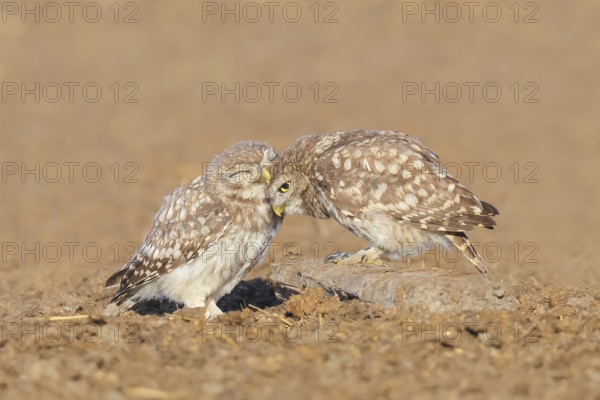 Little owl (Athene noctua) Two young birds sitting on the ground, grooming, cuddling, endangered bird species in Central Europe, wildlife, owl, little owl, animal children, funny picture, HANSAG, Lake Neusiedl, Burgenland, Austria