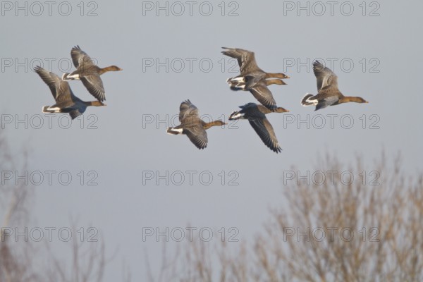 Taiga Bean Goose (Anser fabalis) flying, North Rhine-Westphalia, Germany
