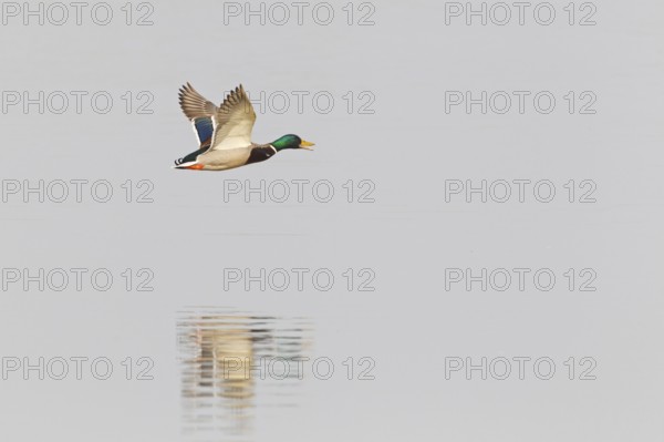 Mallard (Anas platyrhynchos) male calling in flight, Lake Neusiedl, Austria