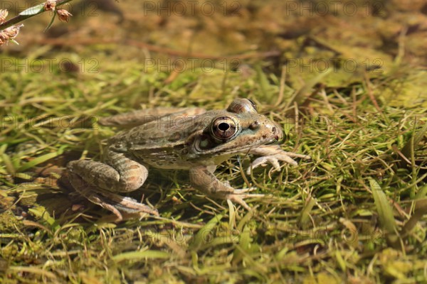 Northern leopard frog (Lithobates pipiens), adult, on ground, foraging, alert, Sonoran Desert, Arizona, North America, USA