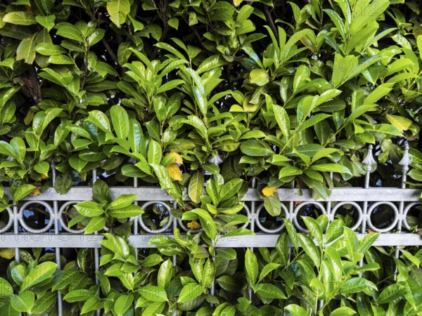 Cherry laurel hedge in Düsseldorf, Germany