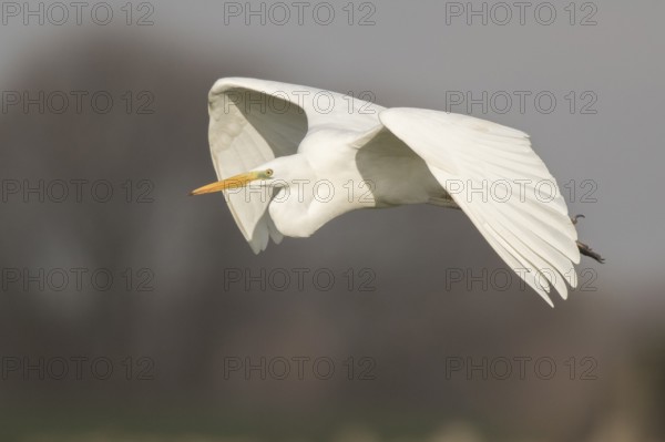 Great Egret (Ardea alba) flying, North-Rhine Westfalia, Germany