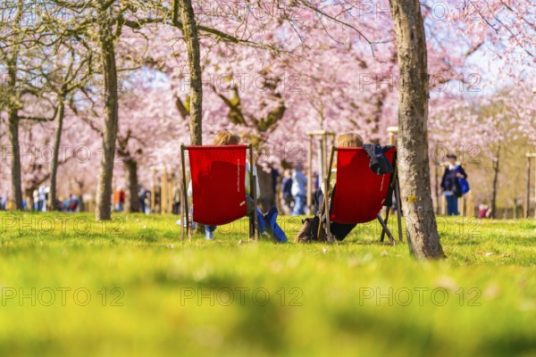 Two people sitting relaxed on deckchairs under cherry blossoms, cherry blossom garden, Schwetzingen Palace, Germany