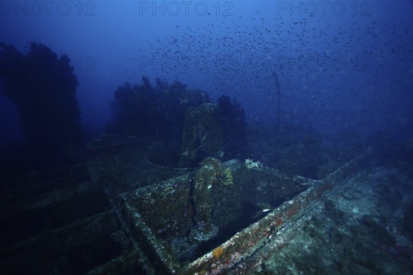 Abandoned shipwreck on the seabed, surrounded by fish, dive site Wreck le Donator, Giens peninsula, Provence Alpes Côte d'Azur, France