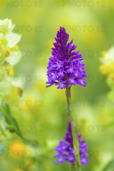 Pyramidal sendel (Anacamptis pyramidalis), orchid family (Orchidaceae), Ihringen, Kaiserstuhl, Baden-Württemberg, Germany