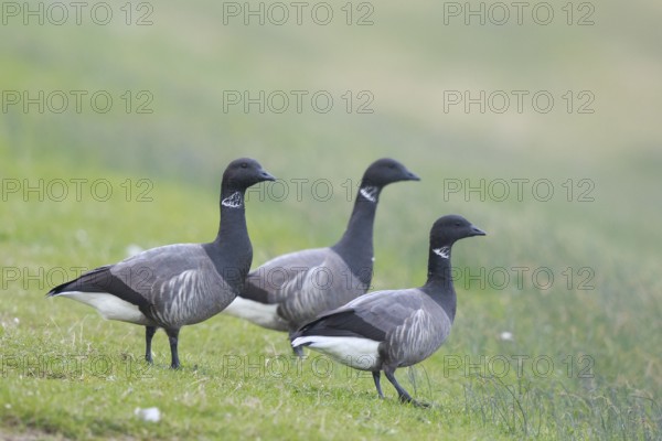Brant Goose (Branta bernicla) group, Netherlands
