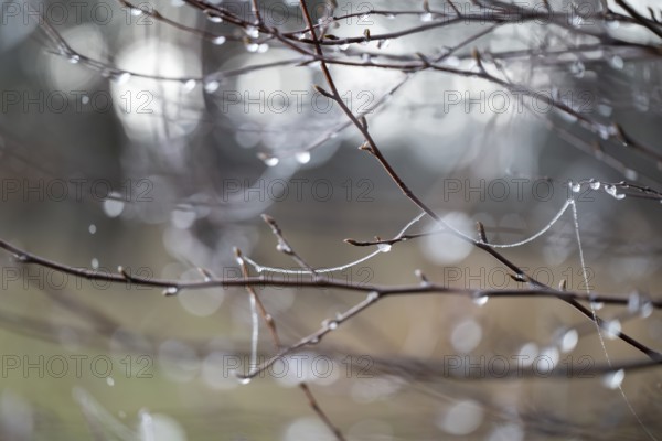 Branches of bog birch (Betula pubescens) and spider threads with frozen water droplets, detail, macro, close up, filigree structure, shallow depth of field, Germany