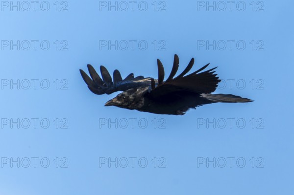 A black crow flies with outstretched wings in the sky, Raven crow (Corvus corone) wildlife, Germany