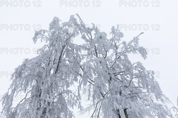 The treetops, thickly decorated with hoarfrost, bend under the weight, on the Czorneboh, Upper Lusatia, Saxony, Germany