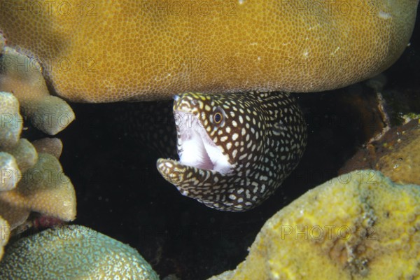 Pearl moray eel, white-mouthed moray eel (Gymnothorax meleagris) shows itself with open mouth between the corals, dive site Coral Garden, Menjangan, Bali, Indonesia