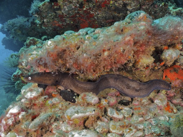 Black moray eel (Muraena augusti), Pasito Blanco reef dive site, Arguineguin, Gran Canaria, Spain, Atlantic Ocean