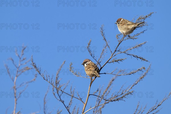 Tree sparrow (Passer montanus), two birds sitting in a bush, Münster, Tyrol, Austria