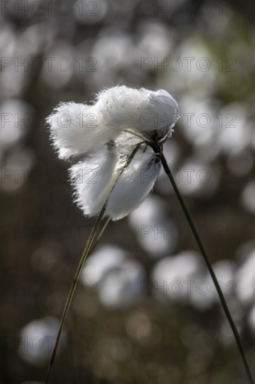 Common cottongrass (Eriophorum angustifolium) in the moor, Emsland, Lower Saxony, Germany