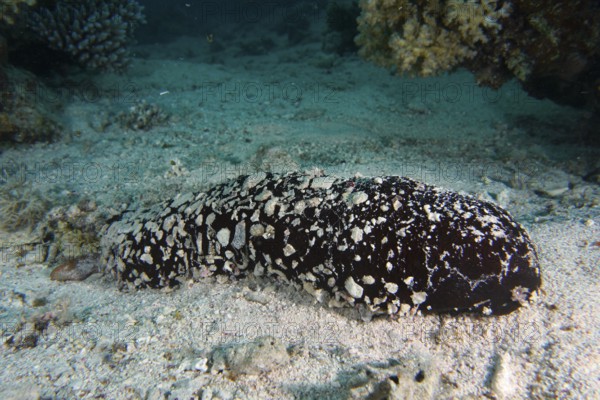 Avicennia germinans (Holothuria flavomaculata) lies on sandy seabed, surrounded by corals, dive site House Reef, Mangrove Bay, El Quesir, Red Sea, Egypt