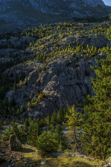Hiking trail at Grünsee, Swiss stone pine (Pinus cembra), light mood, backlight, sun, tourism, Massa Gorge in the Aletsch region, Valais, Switzerland