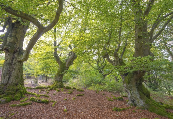 Old copper beeches (Fagus sylvatica), peaceful forest, old, moss-covered, gnarled trees, green foliage on the branches and autumnal red foliage on the ground, Hutewald Halloh natural monument, Am Halloh, Albertshausen, Kellerwald-Edersee nature park Park, Hesse, Germany