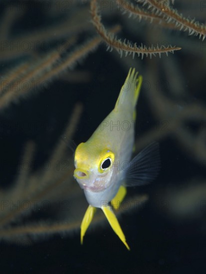 Small fish with yellow head, Golden damselfish (Amblyglyphidodon aureus) juvenile, looking attentively into the camera in front of corals, dive site Spice Reef, Penyapangan, Bali, Indonesia