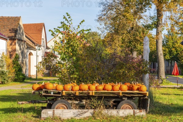 Ripe pumpkins lying on an old wooden trailer in front of a farm shop on a farm, village of Rieben near Beelitz, Fläming, Brandenburg, Germany