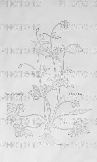 Ranunculus bulbosus (Ranunculus bulbosus), woodcut by Leonhart Fuchs, from New Kreüterbuch, neues Kräuterbuch, Michael Isingrin, Basel, Switzerland, 1543