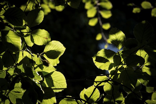 Leaves and branches of a beech tree, sculpture park, Humlebæk, Nivå Bugt, Hovedstaden, Øresund coast, Denmark