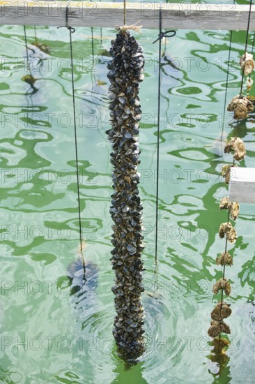 Blue (Mytilus edulis) mussel and Pacific oyster (Magallana gigas) on a rope at mussel farm of Musclarium near la rapita, ebro delta, Catalonia, Spain