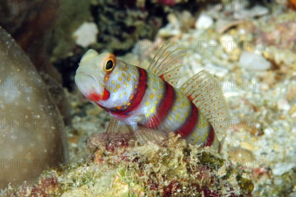 Close-up of red and white striped masked goby (Amblyeleotris gymnocephala) synonym (Cryptocentrus sungami), Pacific Ocean, Caroline Islands, Yap Island, Yap State, Federated States of Micronesia, Australia, Oceania