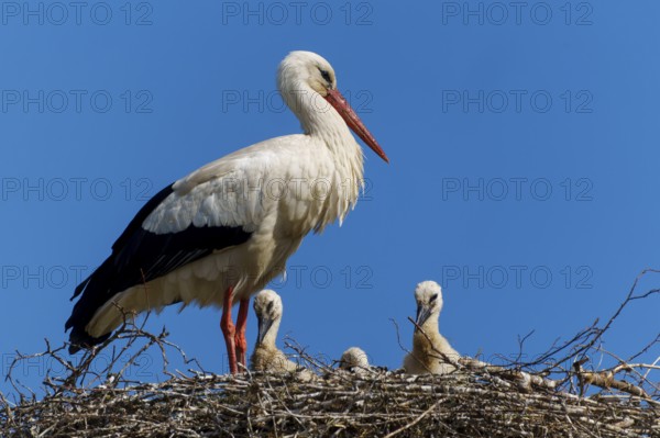 A stork in a nest with three chicks under a blue sky, white stork (Ciconia ciconia), wildlife, Germany