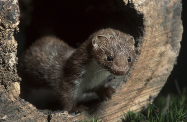 Least weasel (Mustela nivalis) hunting in woodland