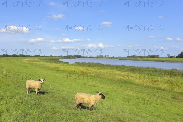 The river Ems near Weener with grazing sheep under a clear blue sky, East Frisia, Lower Saxony, Germany