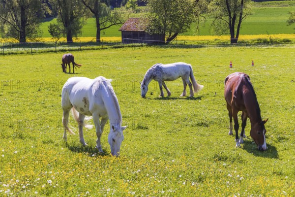 Horses in a paddock in spring. Lonsee, Baden-Württemberg, Germany