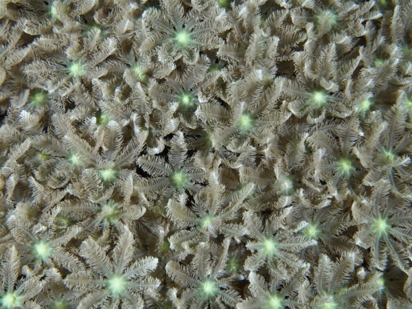 Dense tube coral (Clavularia viridis) with fine texture, dive site Pidada, Penyapangan, Bali, Indonesia