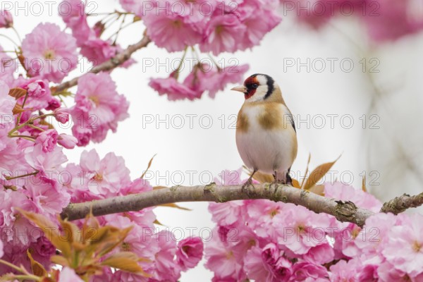 Goldfinch (Carduelis carduelis) on a branch full of pink cherry blossoms in a spring-like setting, Hesse, Germany