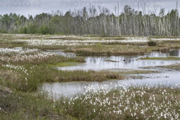 Common cottongrass (Eriophorum angustifolium) in the moor, Emsland, Lower Saxony, Germany