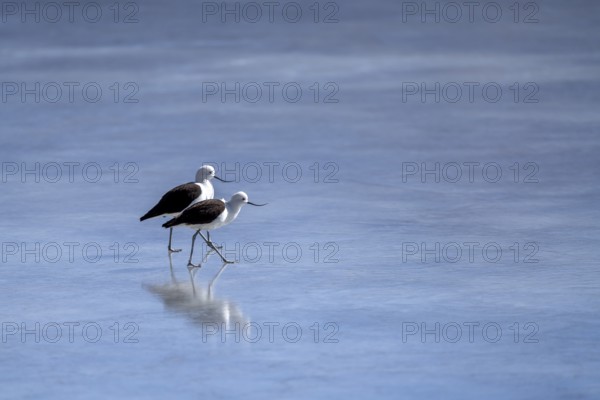 Andean Avocet (Recurvirostra andina), a pair walking on a frozen lake, Laguna Ramaditas, lagoon route, San Pedro de Quemes, Departamento Potosí, Bolivia