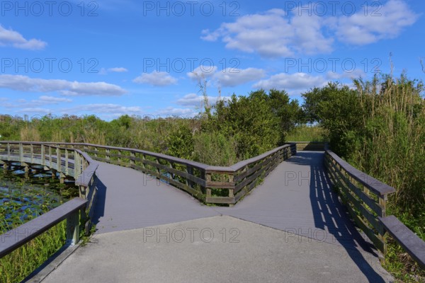 Wooden bridge splits in front of a blue sky with white clouds and surrounded by green plants, spring, Anhinga Trail, Everglades National Park, Florida, USA
