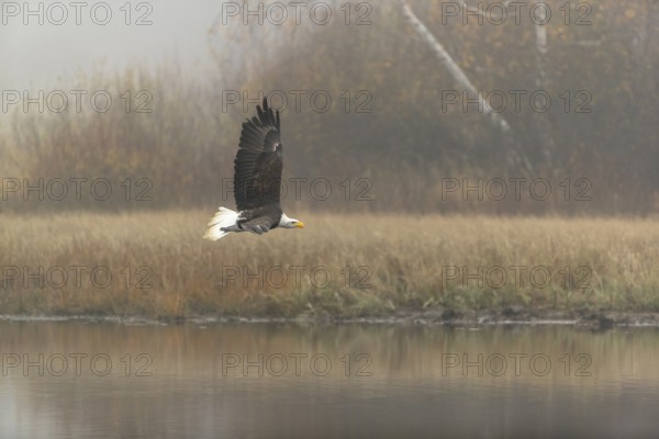 One Bald Eagle, Haliaeetus leucocephalus, flying over a small pond with reed gras on a foggy cold autumn day