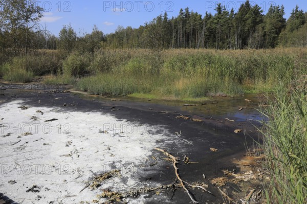 Mineralised water coming to the surface, deposits, formerly boiled down to salts in brewing huts, landscape in the Soos, moor, national nature reserve in the Eger basin near Franzensbad, Karlovy Vary region, Bohemia, Czech Republic, Czech Republic