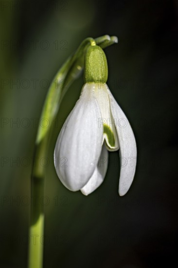 A soft snowdrop stands out against a neutral background, snowdrops