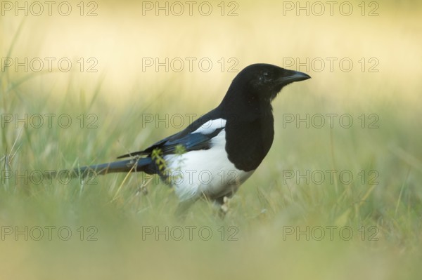 Eurasian Magpie (Pica pica) on field, North Rhine-Westphalia, Germany