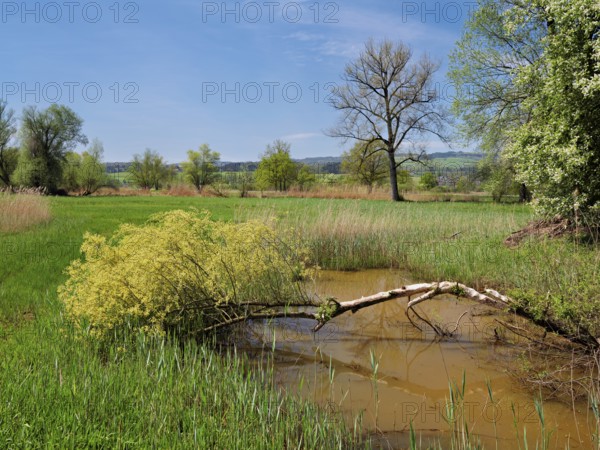 Floodplain landscape, Reussspitz nature reserve, Maschwanden, Canton Zurich, Switzerland